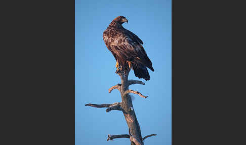 Steinadler (Aquila chrysaetos)