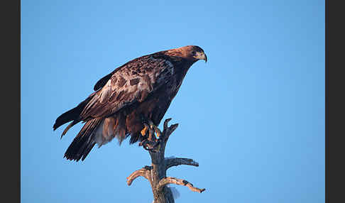 Steinadler (Aquila chrysaetos)