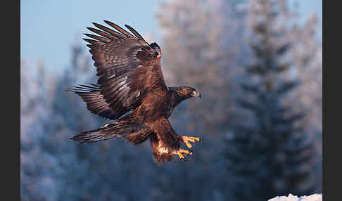 Steinadler (Aquila chrysaetos)