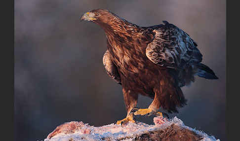 Steinadler (Aquila chrysaetos)