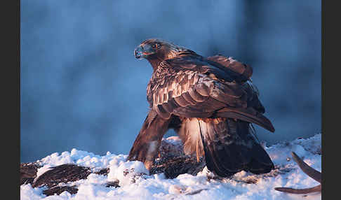 Steinadler (Aquila chrysaetos)