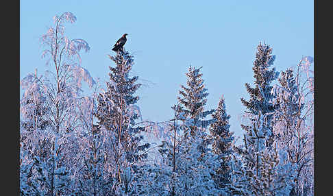 Steinadler (Aquila chrysaetos)