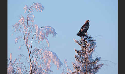 Steinadler (Aquila chrysaetos)