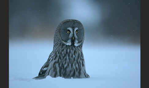 Bartkauz (Strix nebulosa)