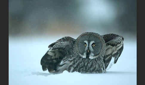 Bartkauz (Strix nebulosa)