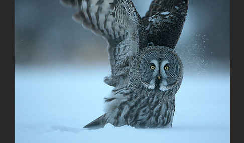 Bartkauz (Strix nebulosa)