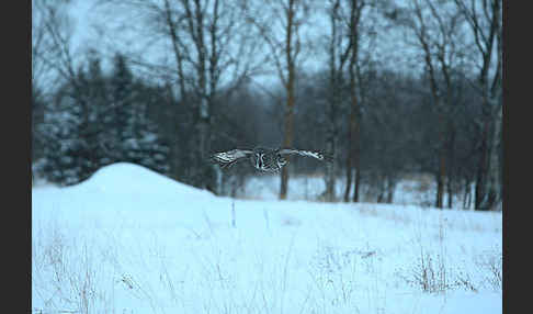 Bartkauz (Strix nebulosa)