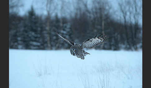 Bartkauz (Strix nebulosa)