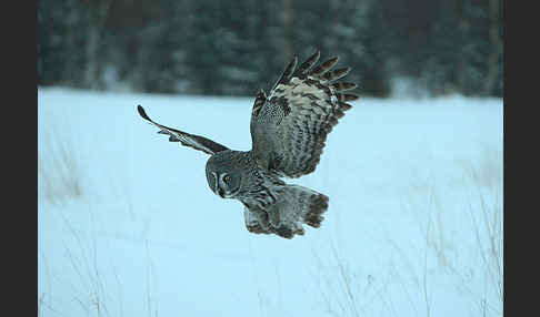 Bartkauz (Strix nebulosa)