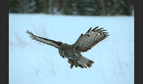 Bartkauz (Strix nebulosa)