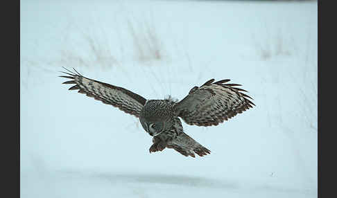 Bartkauz (Strix nebulosa)