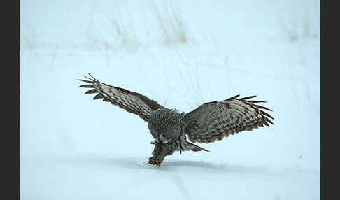 Bartkauz (Strix nebulosa)