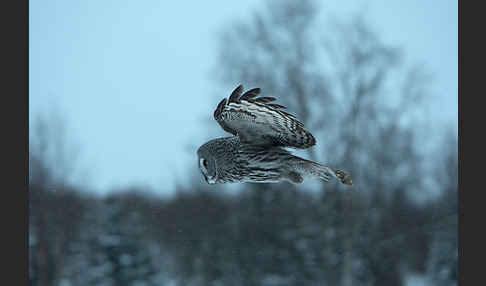 Bartkauz (Strix nebulosa)