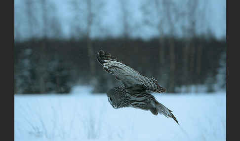 Bartkauz (Strix nebulosa)