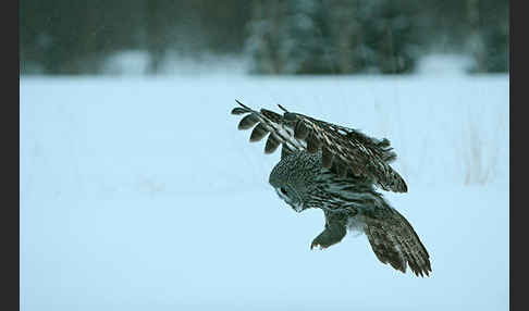 Bartkauz (Strix nebulosa)