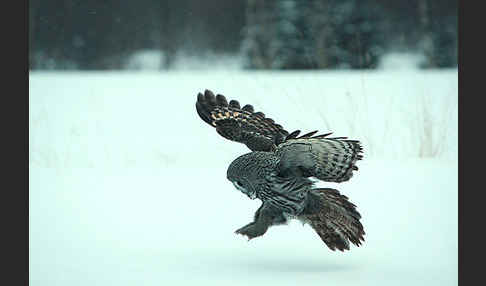 Bartkauz (Strix nebulosa)