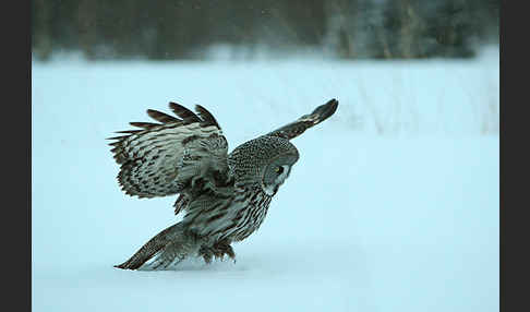 Bartkauz (Strix nebulosa)