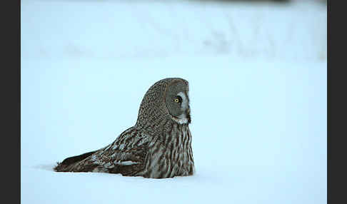 Bartkauz (Strix nebulosa)