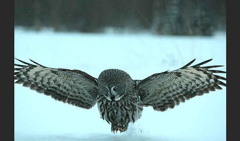 Bartkauz (Strix nebulosa)