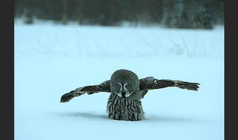 Bartkauz (Strix nebulosa)