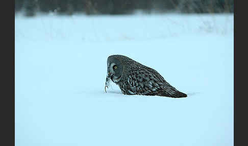 Bartkauz (Strix nebulosa)