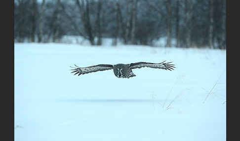 Bartkauz (Strix nebulosa)