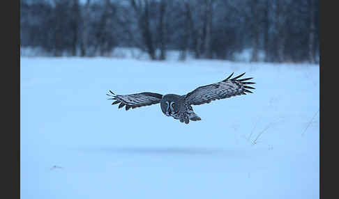 Bartkauz (Strix nebulosa)