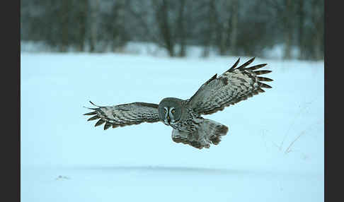 Bartkauz (Strix nebulosa)