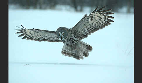 Bartkauz (Strix nebulosa)