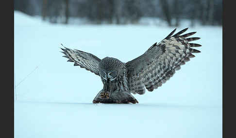 Bartkauz (Strix nebulosa)