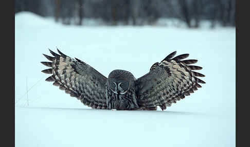 Bartkauz (Strix nebulosa)