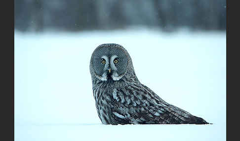 Bartkauz (Strix nebulosa)