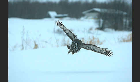 Bartkauz (Strix nebulosa)