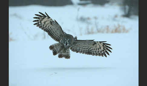 Bartkauz (Strix nebulosa)