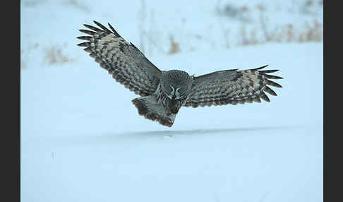 Bartkauz (Strix nebulosa)