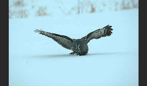 Bartkauz (Strix nebulosa)