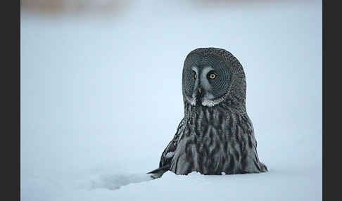 Bartkauz (Strix nebulosa)