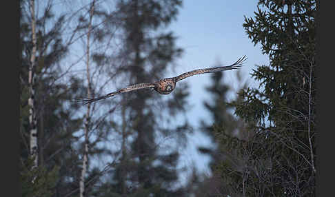 Steinadler (Aquila chrysaetos)