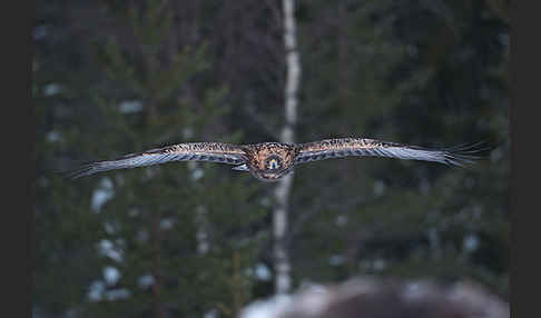 Steinadler (Aquila chrysaetos)