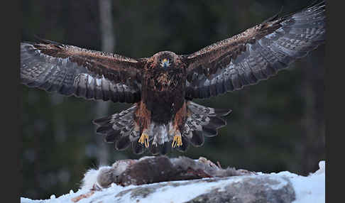 Steinadler (Aquila chrysaetos)