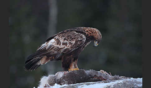 Steinadler (Aquila chrysaetos)