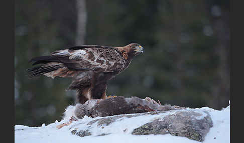 Steinadler (Aquila chrysaetos)