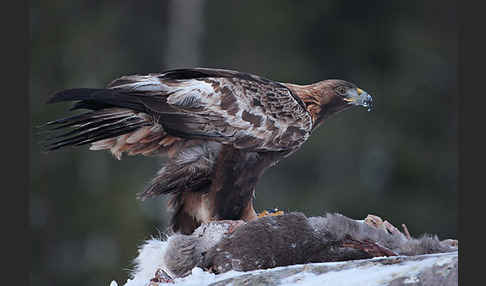 Steinadler (Aquila chrysaetos)