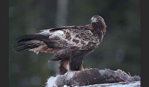 Steinadler (Aquila chrysaetos)