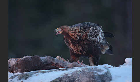 Steinadler (Aquila chrysaetos)