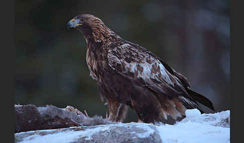 Steinadler (Aquila chrysaetos)