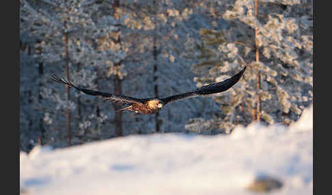 Steinadler (Aquila chrysaetos)