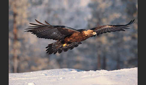 Steinadler (Aquila chrysaetos)