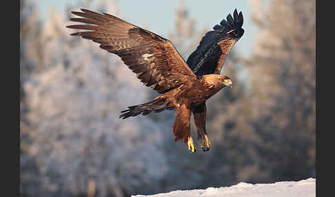 Steinadler (Aquila chrysaetos)