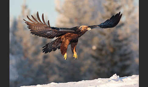 Steinadler (Aquila chrysaetos)